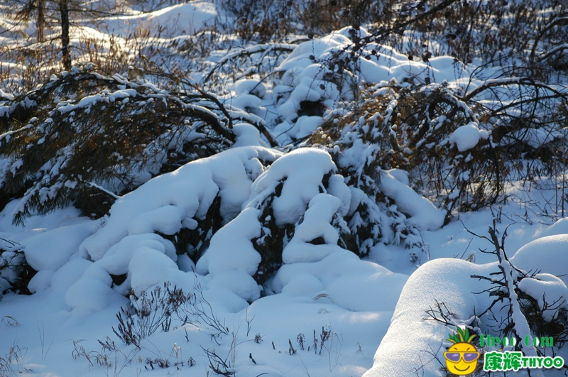 冬季呼倫貝爾風景趴地松