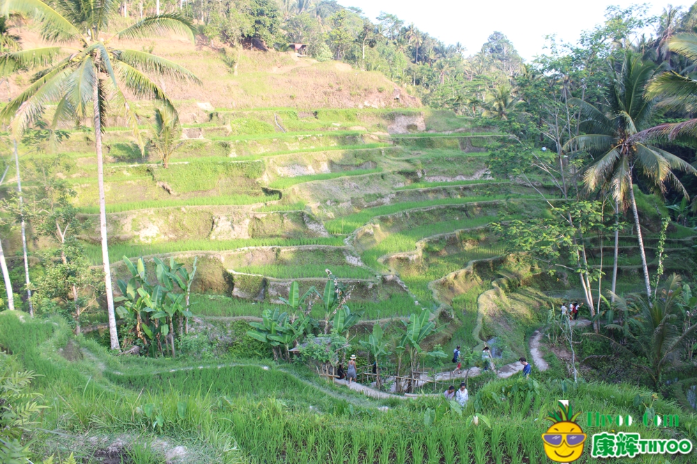 梯田1