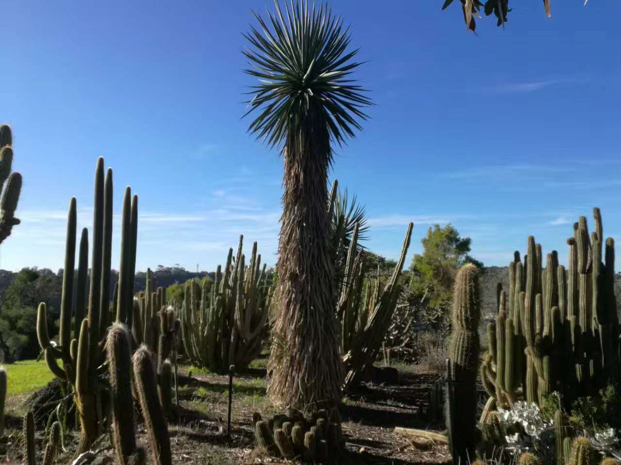 澳大利亞藍湖風光2